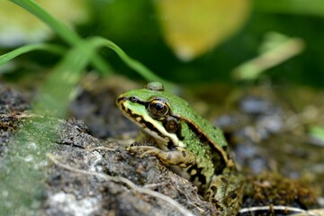 Frosch