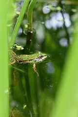 Frosch