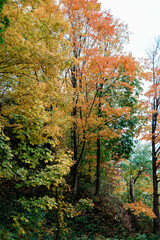 autumn foliage in the forest