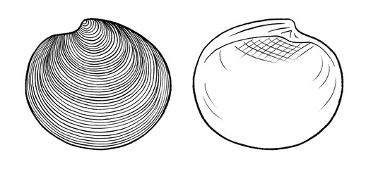 Ringed Venus Clam Shell, Coarse Biscuit, Dosinia Anus (scientific name), Family Veneridae, Tuangi-haruru (Maori name), found in sandy beaches of New Zealand