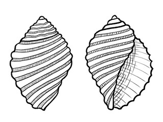Cart-rut Shell, White Rock Shell, Dicathais Orbita (scientific name), Family Muricidae, sea snail found on the coasts of Australia and New Zealand © Wanelen Creative