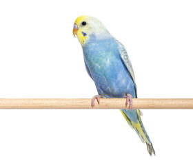 Blue rainbow Budgerigar bird on a wooden perch, isolated on whit
