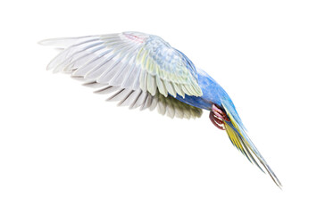 Side view of a Blue rainbow Budgerigar bird flying wings spread