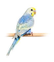 Rear view of a blue rainbow Budgerigar bird on a wooden perch, i