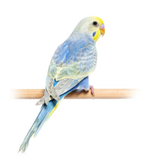 Rear view of a blue rainbow Budgerigar bird on a wooden perch, i