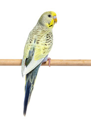 Back view of a grey rainbow Budgerigar on a wooden perch, isolat