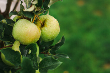 Obraz premium two green apples on a tree branch in the garden