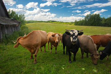 beautiful farm cow pasture on a beautiful summer day © Diana Taliun