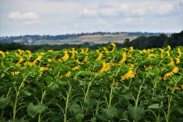 field of flowers