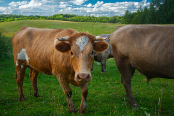 Naklejka na ściany i meble beautiful farm cow pasture on a beautiful summer day