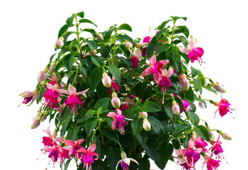 blooming fuchsia growing in a pot isolated on white background