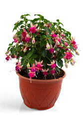 blooming fuchsia growing in a pot isolated on white background