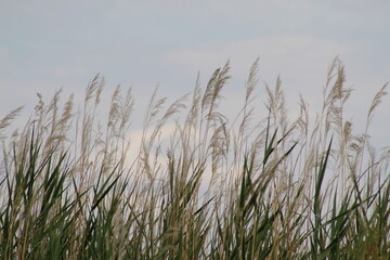 grass in the wind