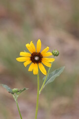 small sunflower