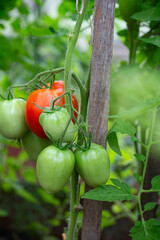 tomatoes growing in a green house