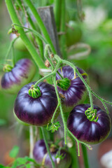 tomatoes growing in a green house