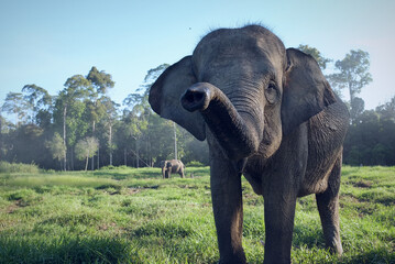 An Elephant in The Wild Sumatra