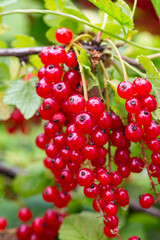 red currants growing in garden