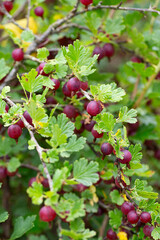 gooseberry growing in summer garden