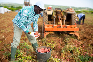 African american man harvesting organic potatoes in a black buckets at a farm field