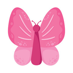 pink butterfly insect