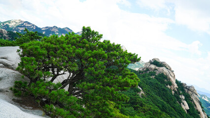 Fototapeta na wymiar Growing fresh pine with frequent rain.