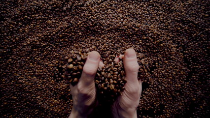 Closeup full hands coffee beans pouring on heap. Man taking aromatic seeds.