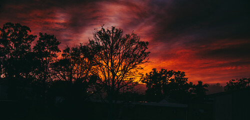 Obraz premium sunset in the woods