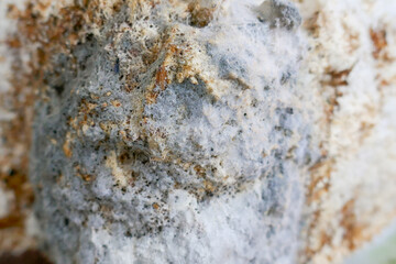 Mold close-up. Mold texture. Gray and brown mold close-up. fungal diseases.