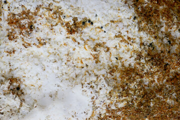 Mold texture. Gray and brown mold close-up. fungal diseases.Mold fungus textured wall surface. Mold...