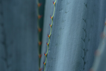 Blue Agave field - Agave tequila plant landscape fields in Jalisco, Mexico	
