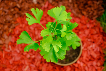 Ginkgo biloba plant.Ginkgo biloba tree on red mulch background in the summer garden.Homeopathy and...