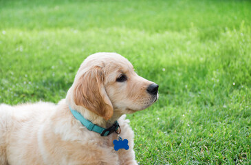 Closeup side portrait of golden retriever puppy on green grass