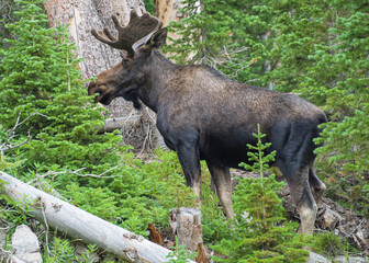 Moose in the Colorado Rocky Mountains