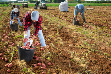 Young woman agriculturist gathering potatoes from ground while working on field.