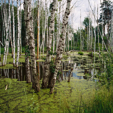 summer landscape with birch trees and calm forest lake