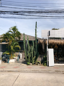 UGC, huge cacti and local store in Thailand