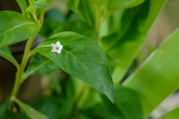 この白い花の名前は虎の尾です