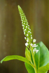 Obraz premium この白い花の名前は虎の尾です