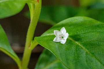 この白い花の名前は虎の尾です