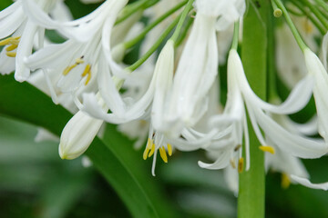 白いアガパンサスの花が雨に濡れている