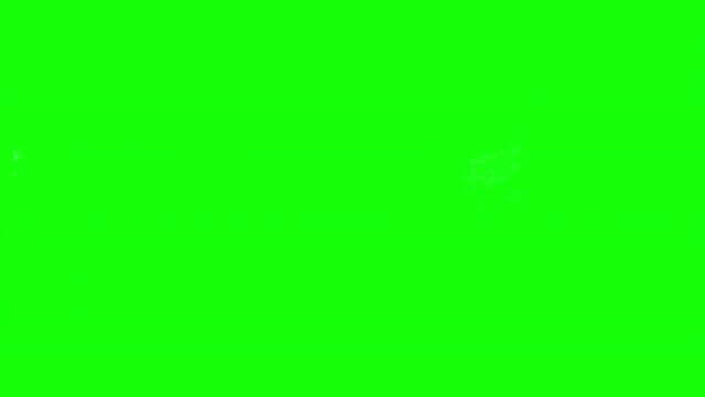4K black and white mixed breed dog on green screen isolated with chroma key, real shot. Dog slowly walks across the frame from right to left, then walks back from left to right stops, and walks away
