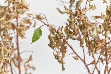 Green lead on died plant