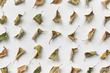 Wilted leaves of dried plant