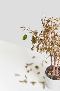 Revived houseplant