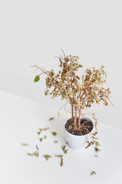 Dying home flower