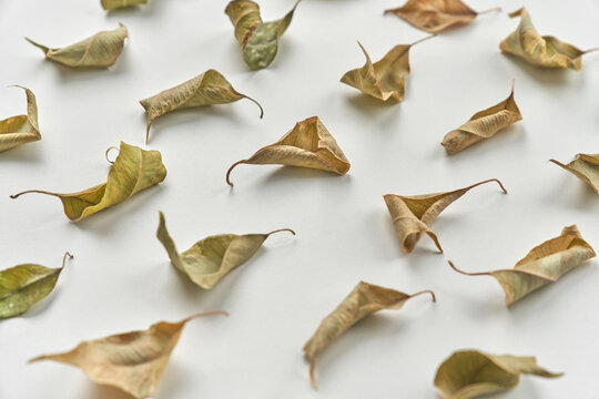 Dried plant leaves
