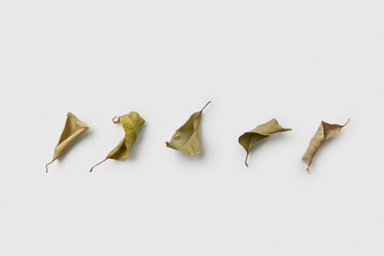 Row of shriveled leaves