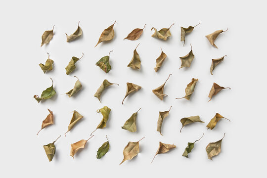 Wilted leaves flat lay