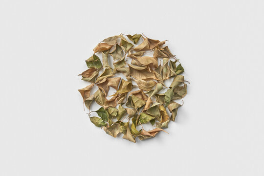 Circle of wilted leaves